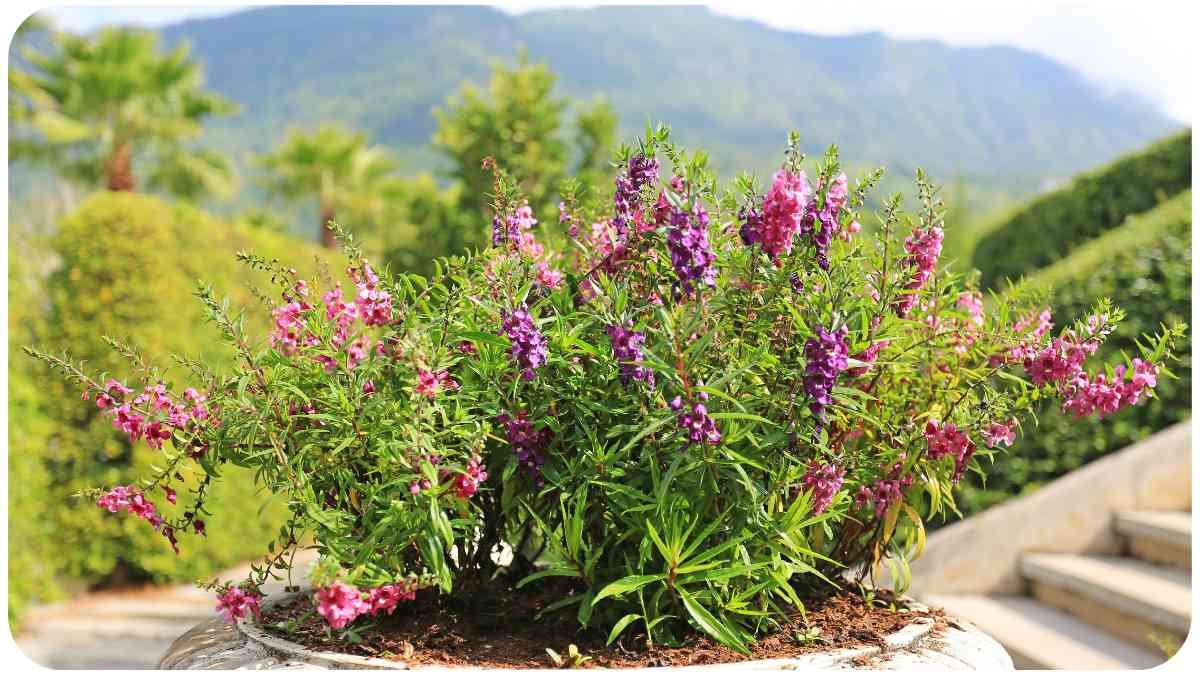 6 Reasons Why My Angelonia Plant Is Dying