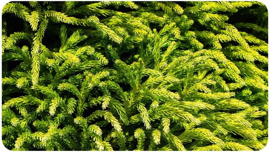 a close up of a bush with green leaves