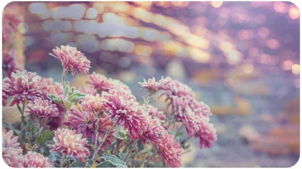 pink flowers in front of a blurry background