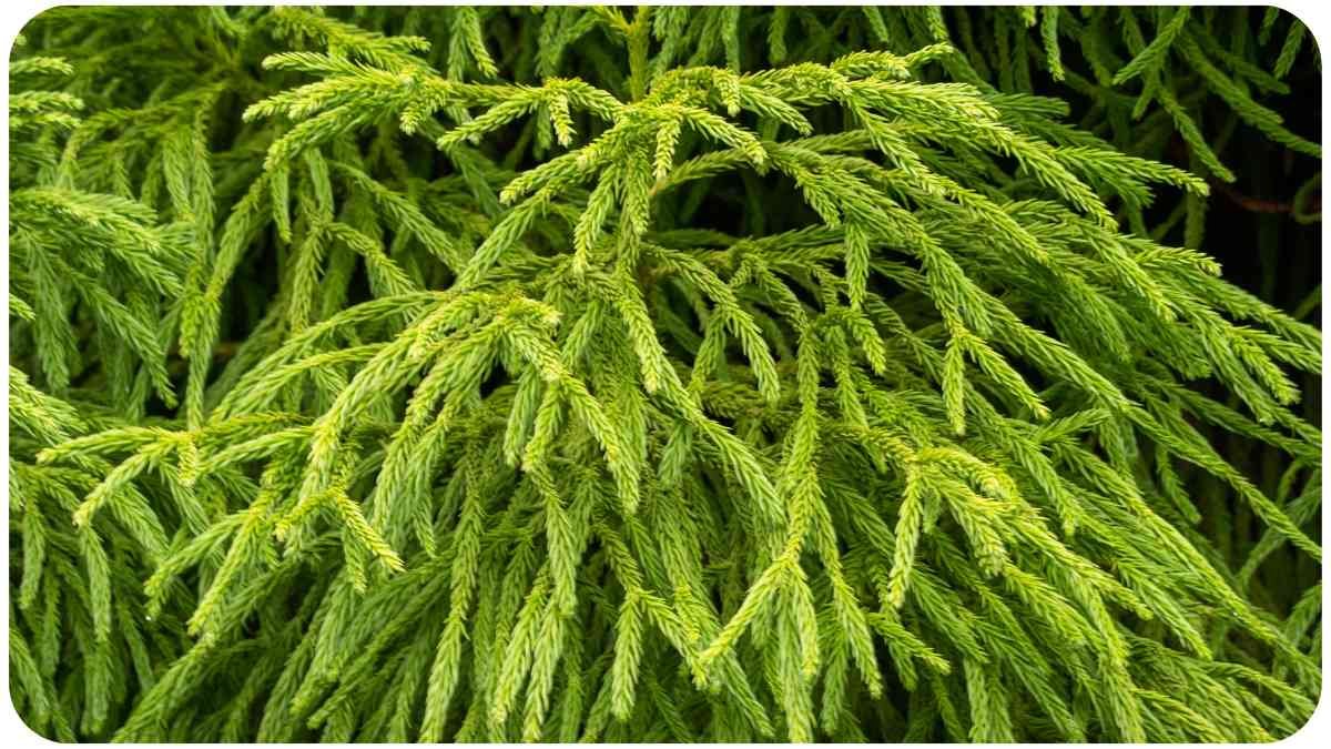 Cryptomeria Globosa Nana Turning Brown? 9 Causes & Solutions