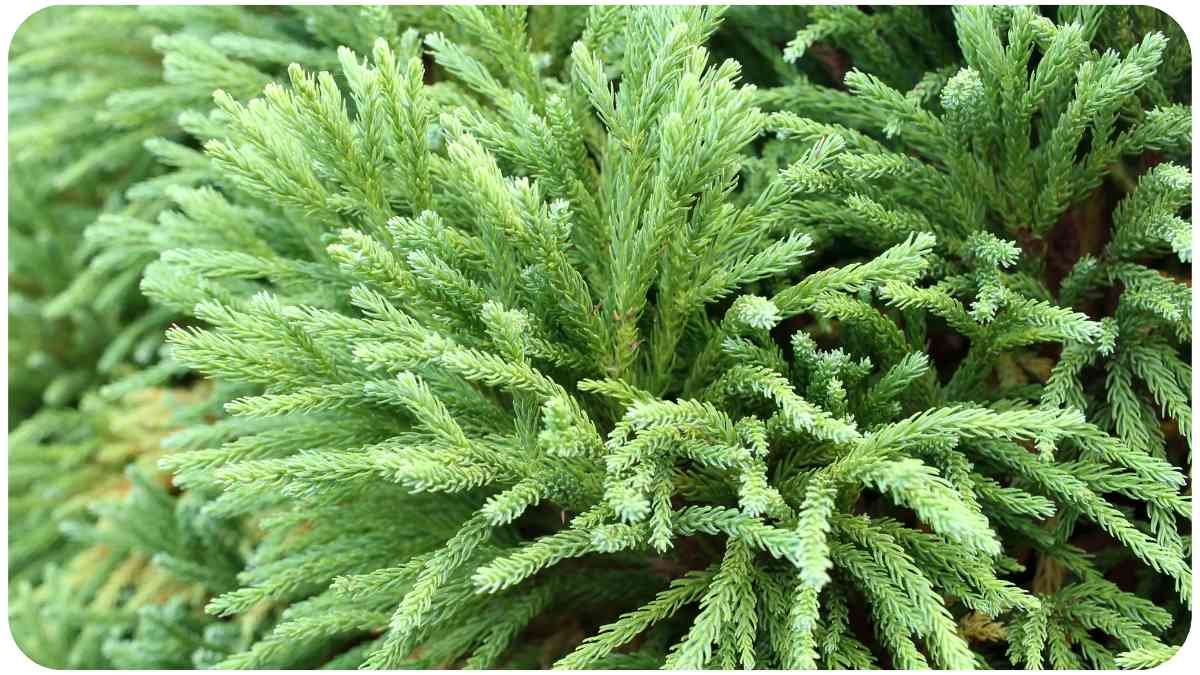 How to Grow Flourishing Cryptomeria Globosa Nana