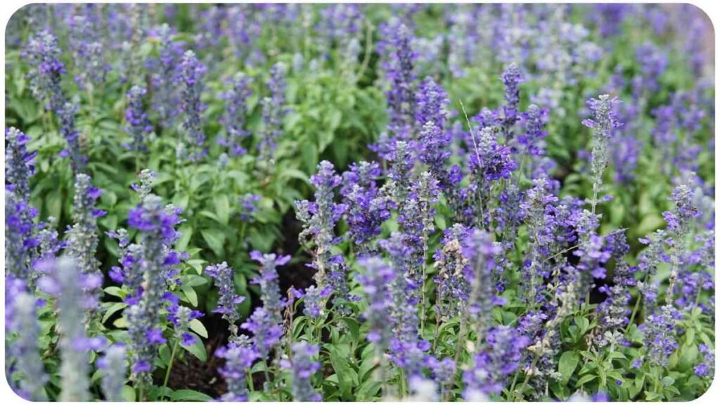 a field of purple flowers with green leaves