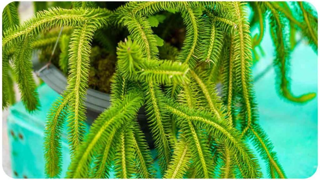 a close up of a green plant in a pot