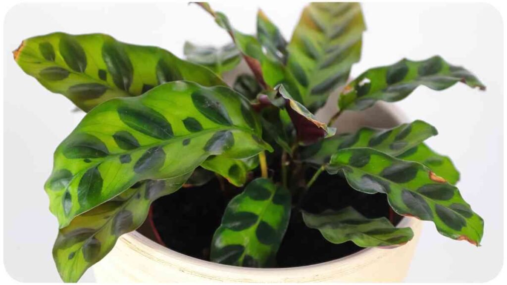 a potted plant with green leaves in a white pot