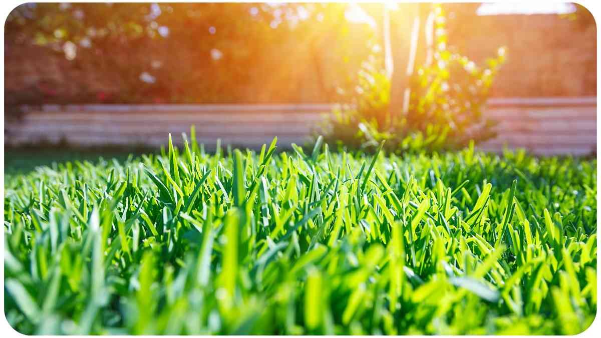 Reviving Your Lawn: Can Tall Fescue Rescue Your Bermuda Grass?