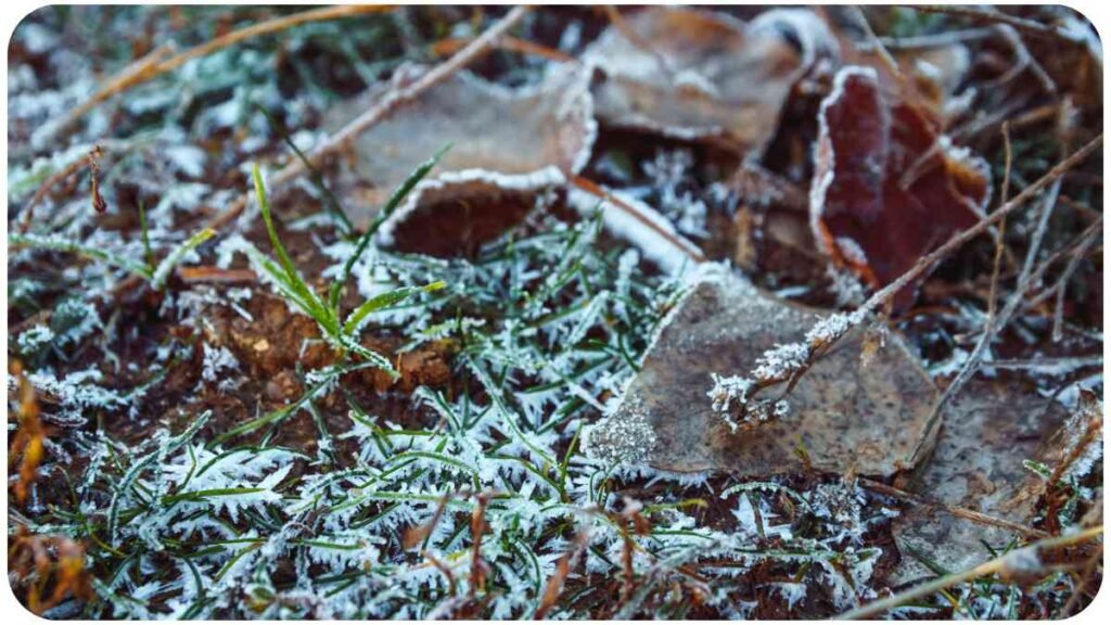 frosty grass and leaves on the ground