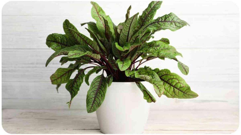 a plant in a white pot on a wooden table