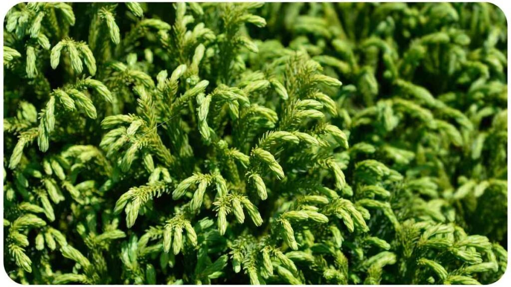 a close up of a bush with green leaves