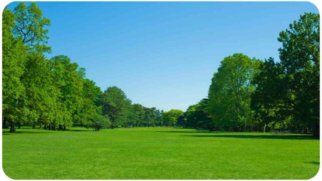 a grassy field with trees in the background