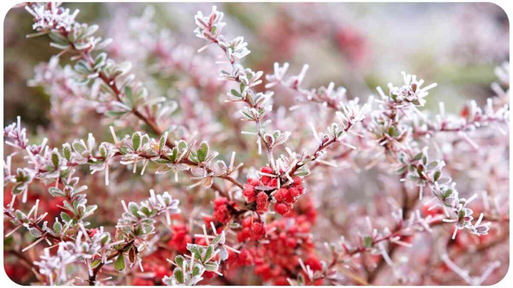 a bush with red berries and frost on it