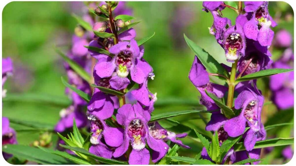 purple flowers are blooming in a field