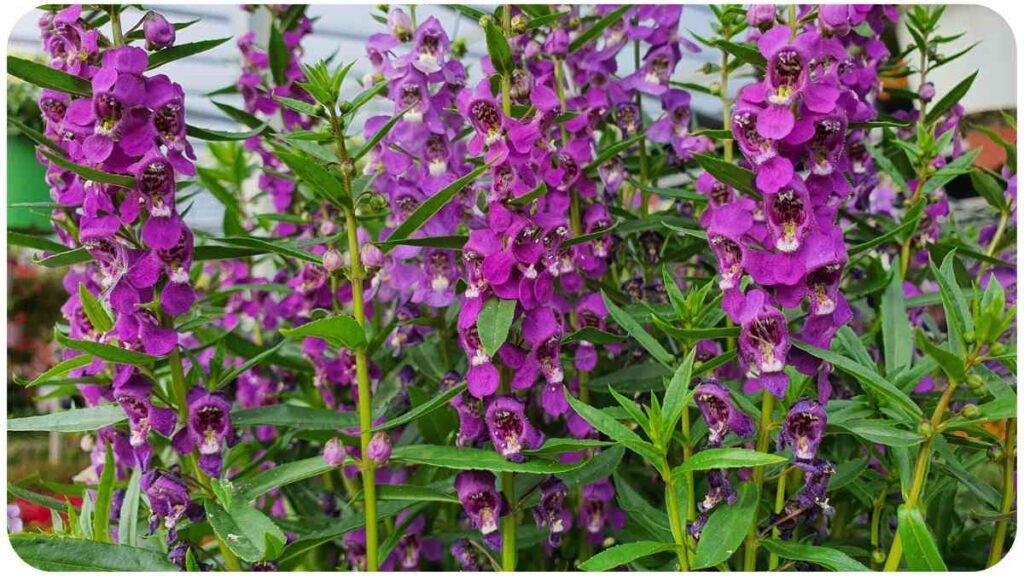 purple flowers are growing in a garden