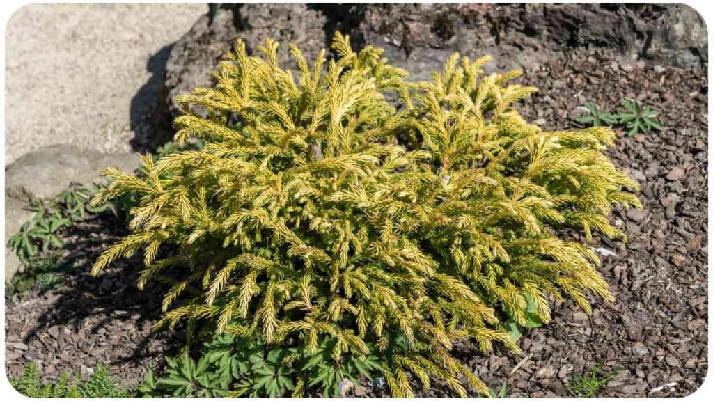 a small plant with yellow flowers growing in the dirt