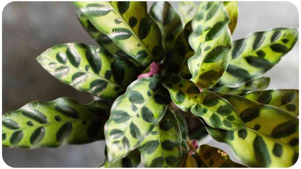 a close up of a plant with green and pink spots