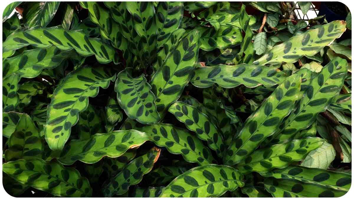 Why Is My Rattlesnake Plant Drooping? A Comprehensive Guide