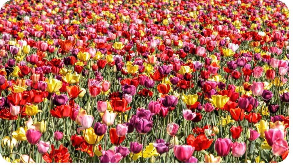 a large field of colorful tulips is shown in this photo