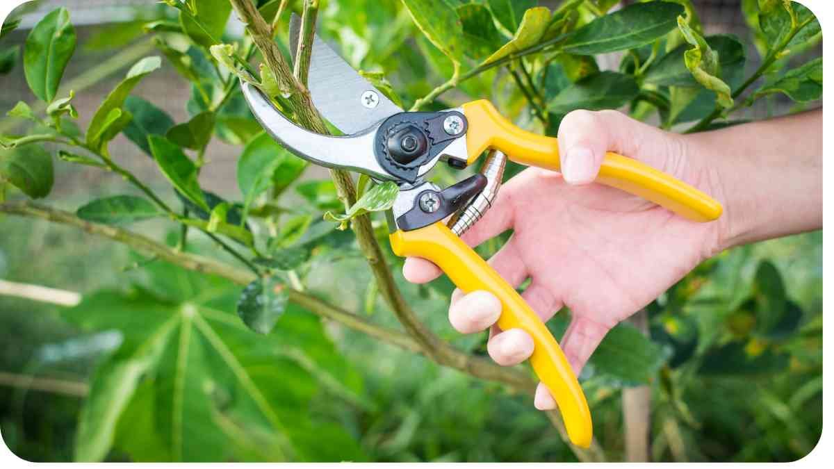 Can You Sharpen Garden Shears With Aluminum Foil?