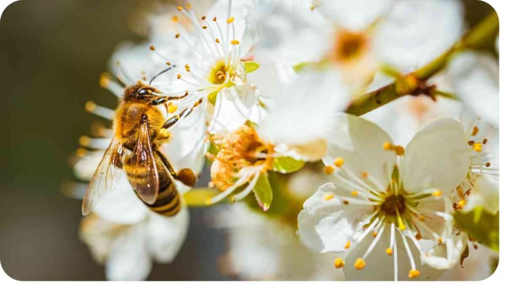 a bee on a flowering tree with white flowers