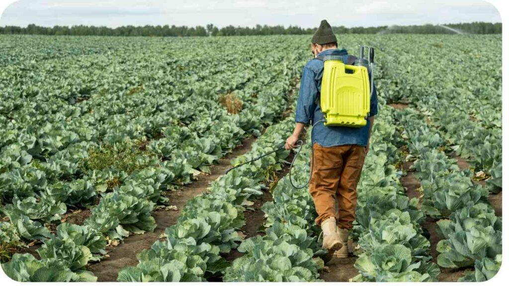 a person with a backpack walking through a field of cabbage