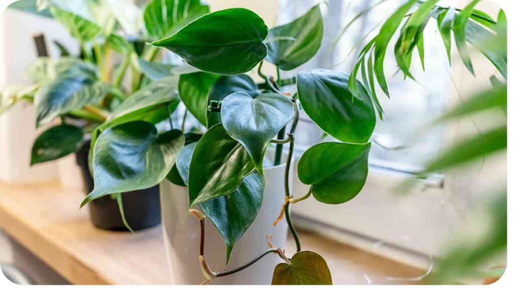 a potted plant on a windowsill in front of a window