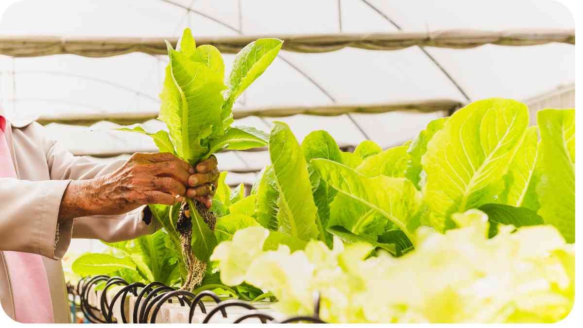 Hydroponic Houseplants: Unlocking the Secrets to Lush, Low-Maintenance Growth