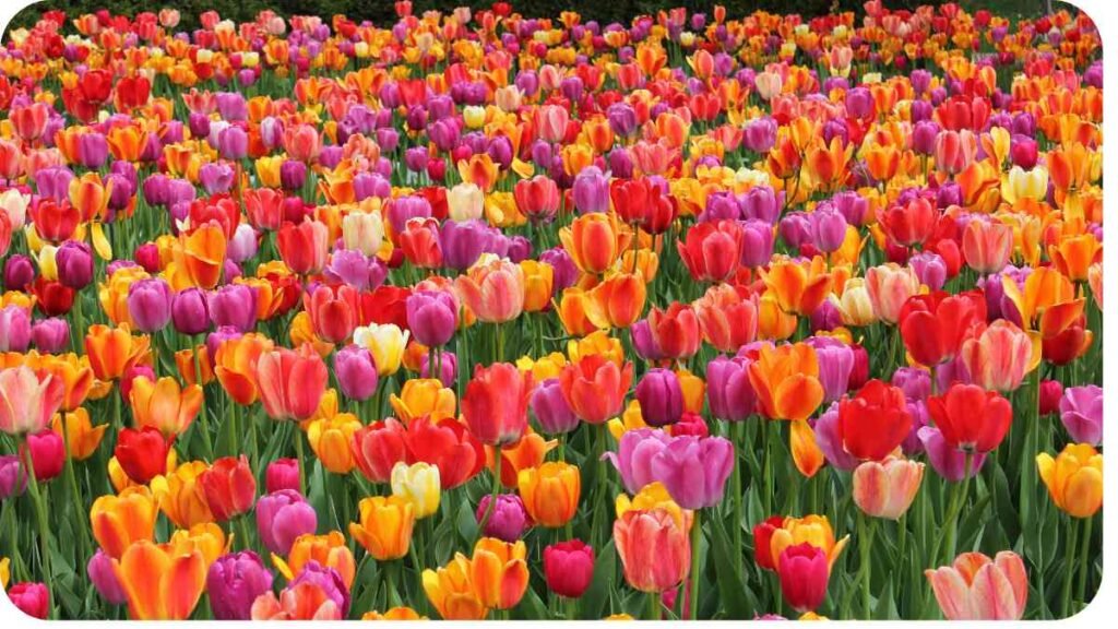 a large field of colorful tulips is shown in this photo