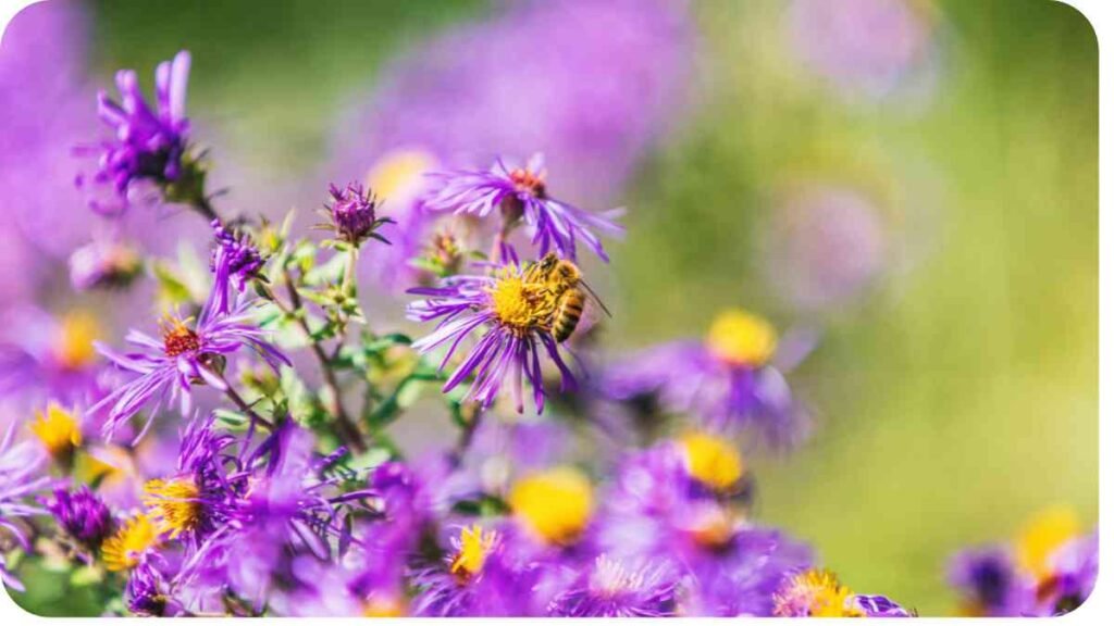 a bee on a purple flower in a field of yellow and purple flowers