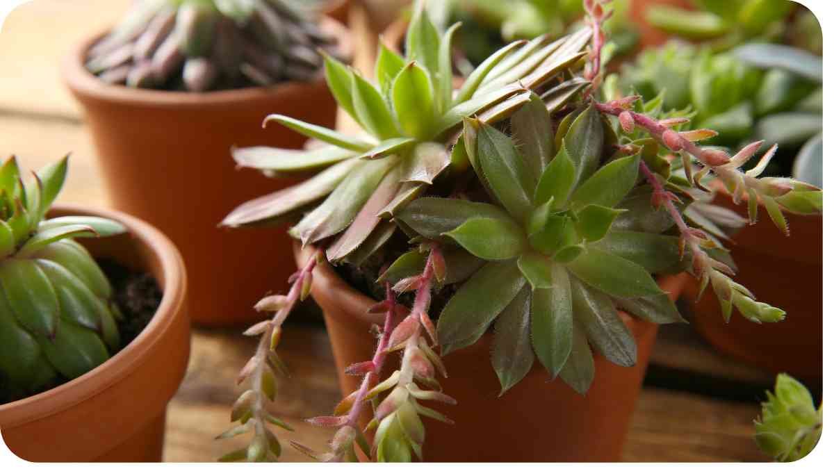 Mastering Succulent Care: Tips for Keeping Your Echeveria Thriving