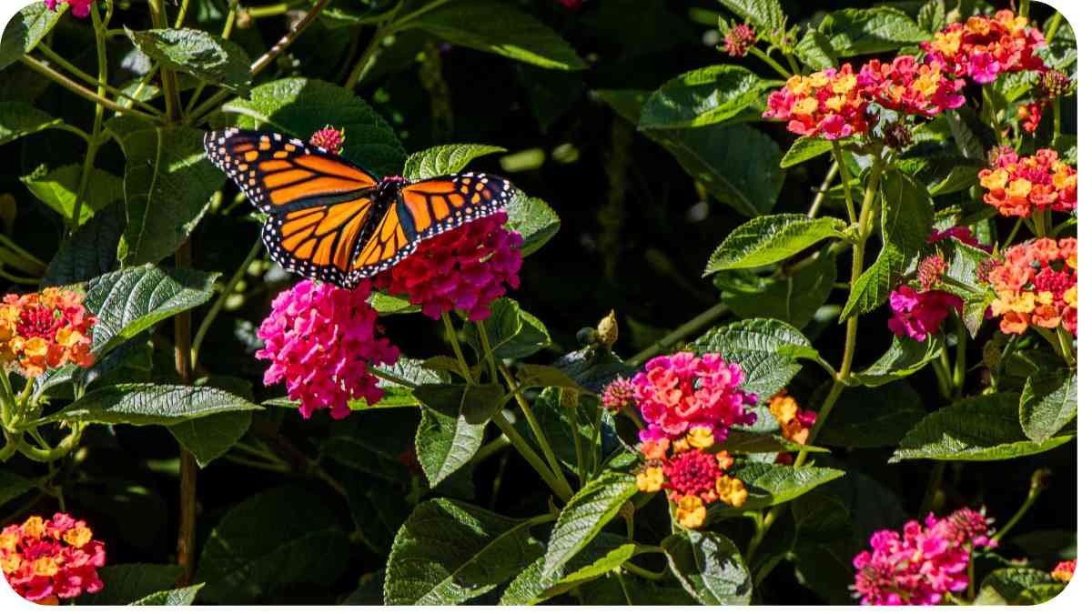 Pollinator-Friendly Perennials: Attracting Bees and Butterflies to Your Garden