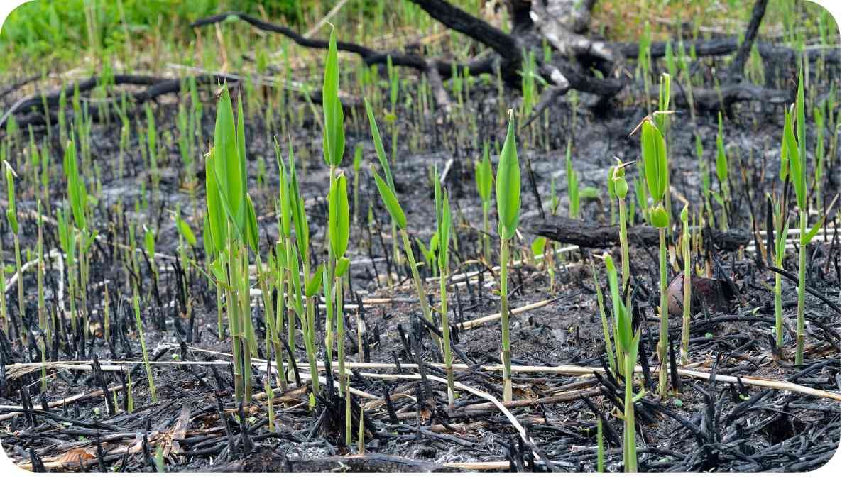 Reviving Your Lawn: Restoring Lush, Vibrant Grass After a Tough Season