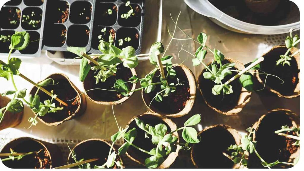 several small seedlings are growing in pots on a table