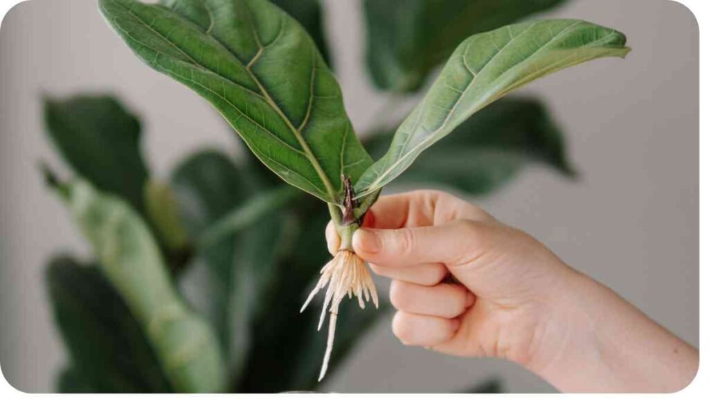 a person holding up a plant with green leaves