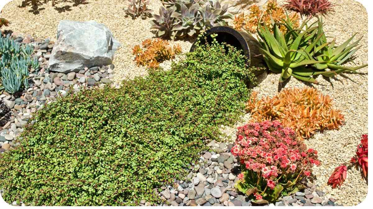 Xeriscaping 101: Creating a Drought-Tolerant, Low-Maintenance Landscape